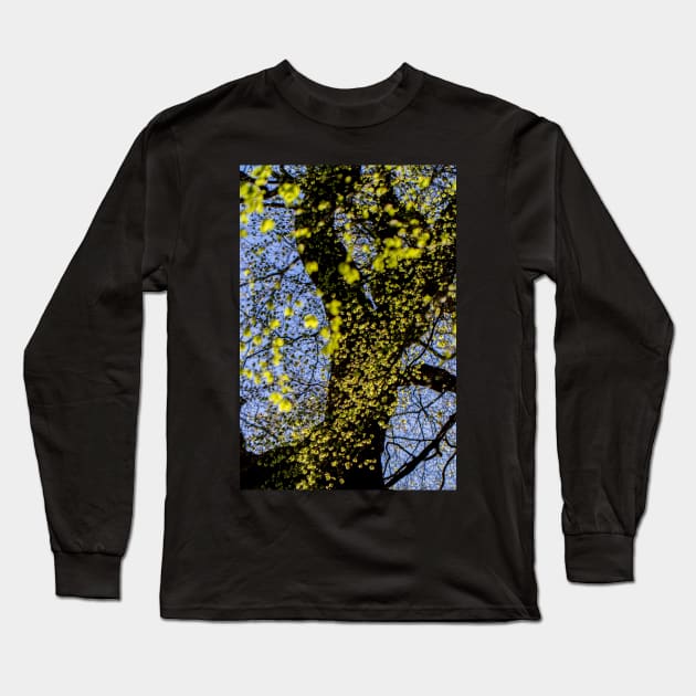 Sunlit Beech Leaves Long Sleeve T-Shirt by heidiannemorris